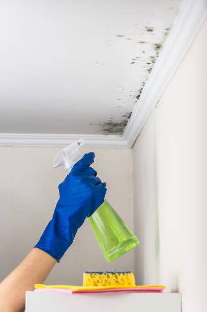 Best Same-Day Mold Removal  in Ke Arthur, LA