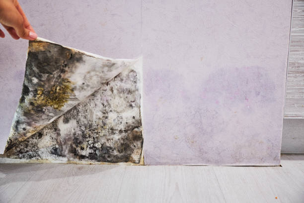 Professional Mold Removal in Lake Arthur, LA